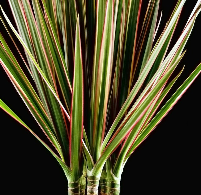 Is Dracaena Poisonous To Humans Is Dracaena Plant Safe For Humans