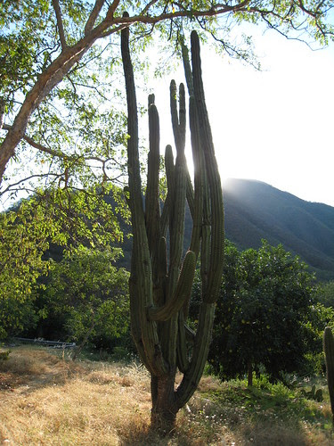 Kaktus i soluppgangen