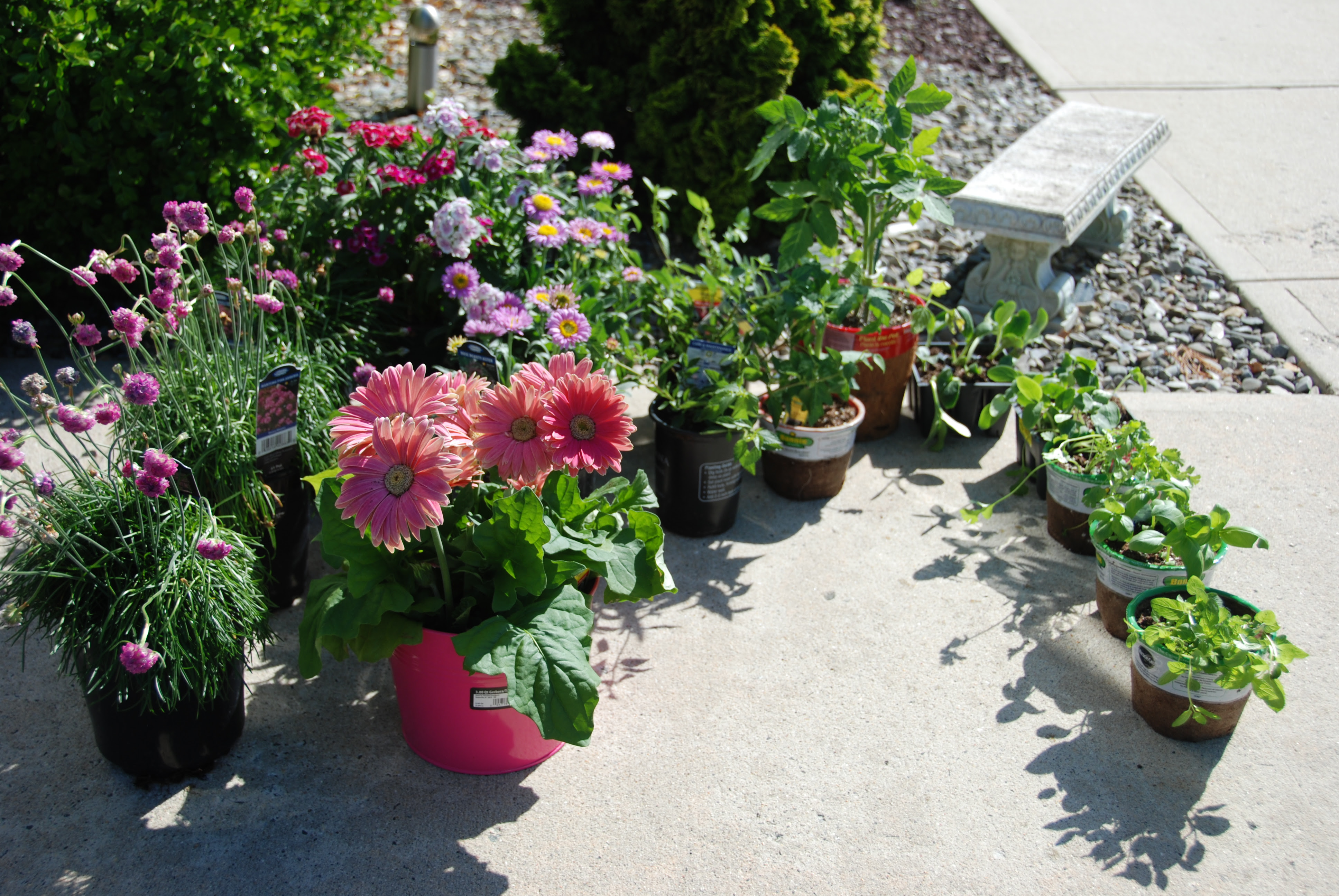 DSC_0059 Flowers, veggies, and herbs ready to be planted