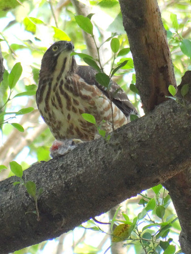 鳳頭蒼鷹/無限台南