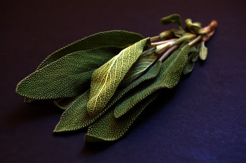 sage© by haalo