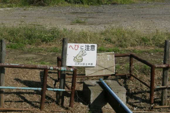2015江戸川病院前へびに注意