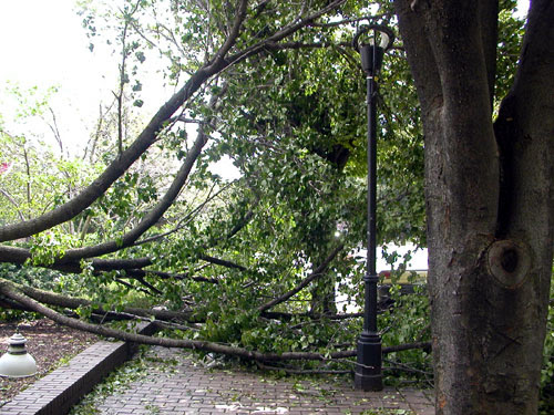 fallen_tree3_day