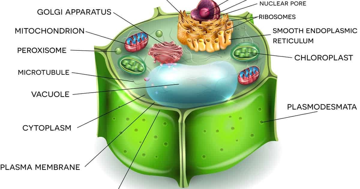 Mitocondrias en la celula vegetal