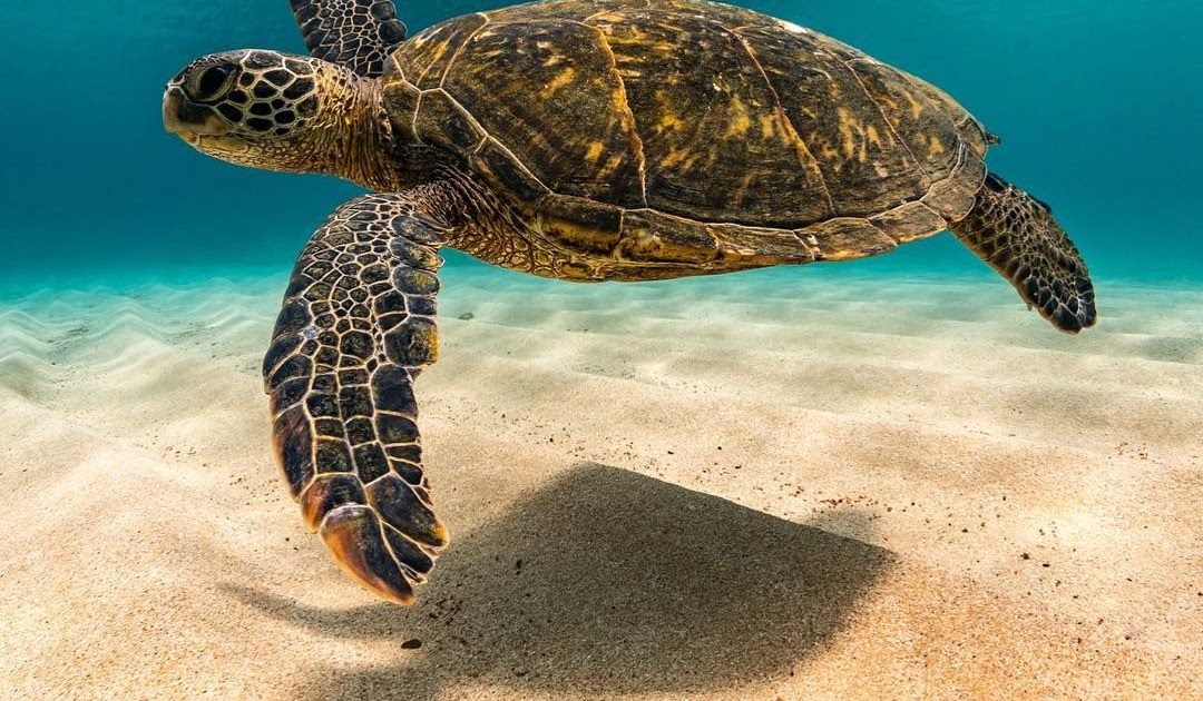 What Do Hawaiian Green Sea Turtles Eat - WHADOQ