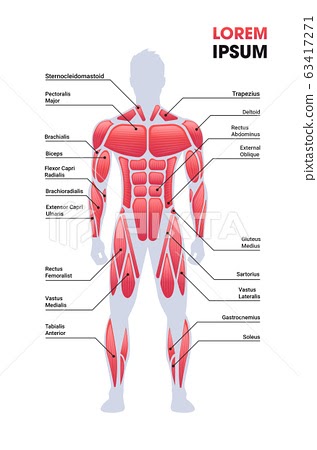 Male Internal Organs Map - Human Body Organs Systems Structure Diagram