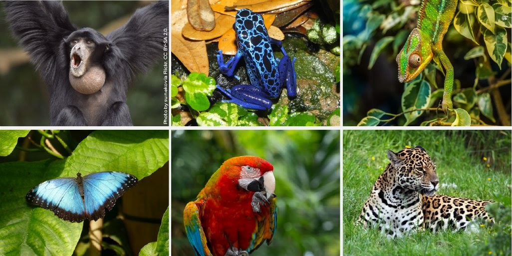 Tropical Rainforest Animals And Plants - Tropical Rainforest Animals ...