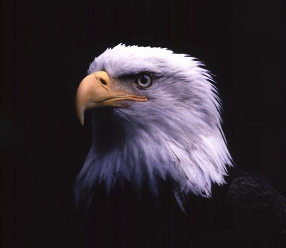 http://pilihan.files.wordpress.com/2008/04/eagle1.jpg