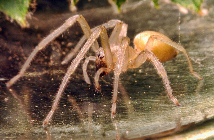 10 most dangerous spiders in the world 3