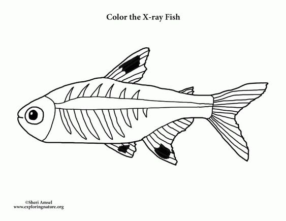 X Ray Coloring Page | Coloring Pages