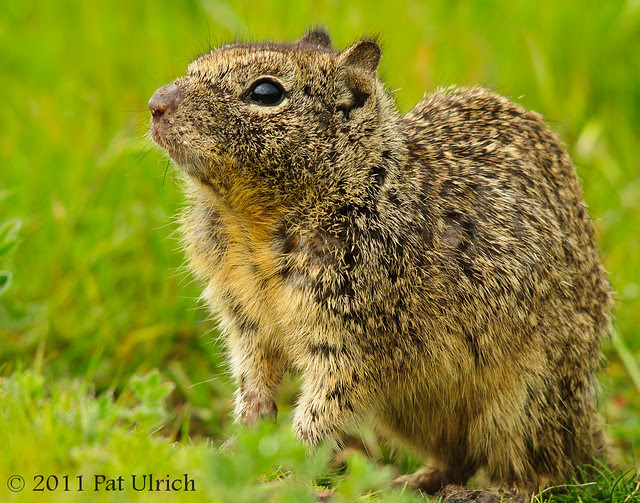 California ground squirrel in cute pose - Pat Ulrich Wildlife Photography