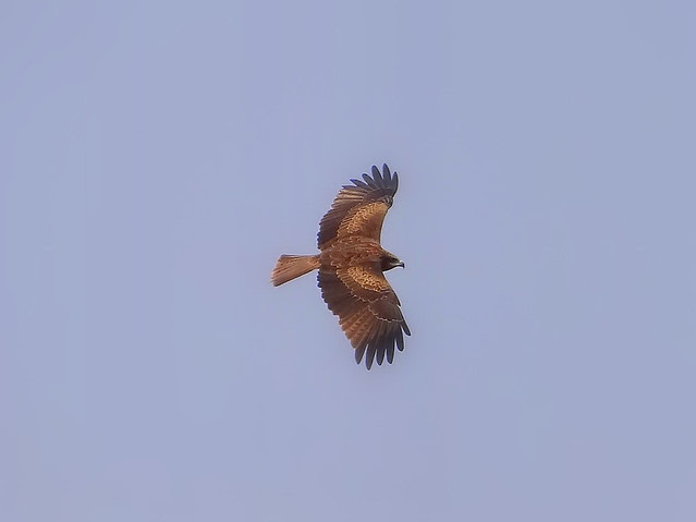 黑鳶、老鷹/無限台南