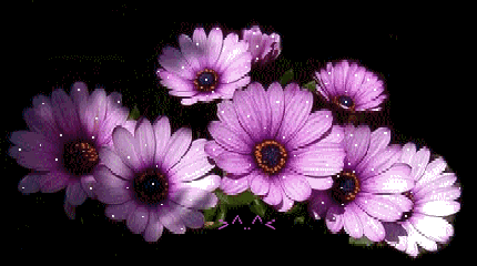Many purple flowers.gif