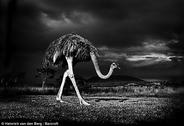 Half light: The survival instinct of the ostrich is captured in this moody image taken at the Weenen Game Reserve in KwaZulu Natal Province