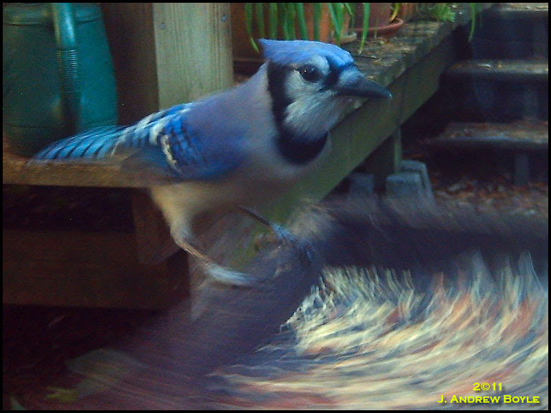 Blue Jay Blue Jay