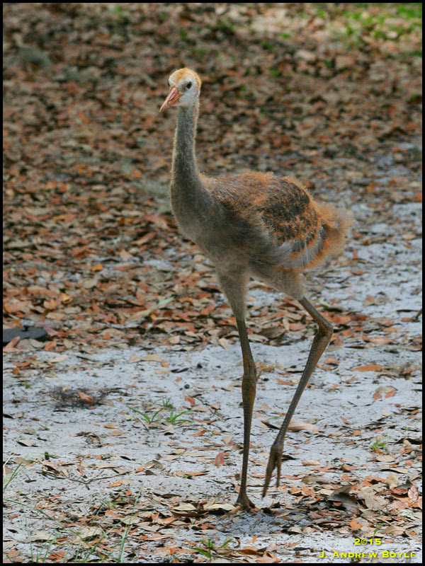 Sandhill Crane Sandhill Crane