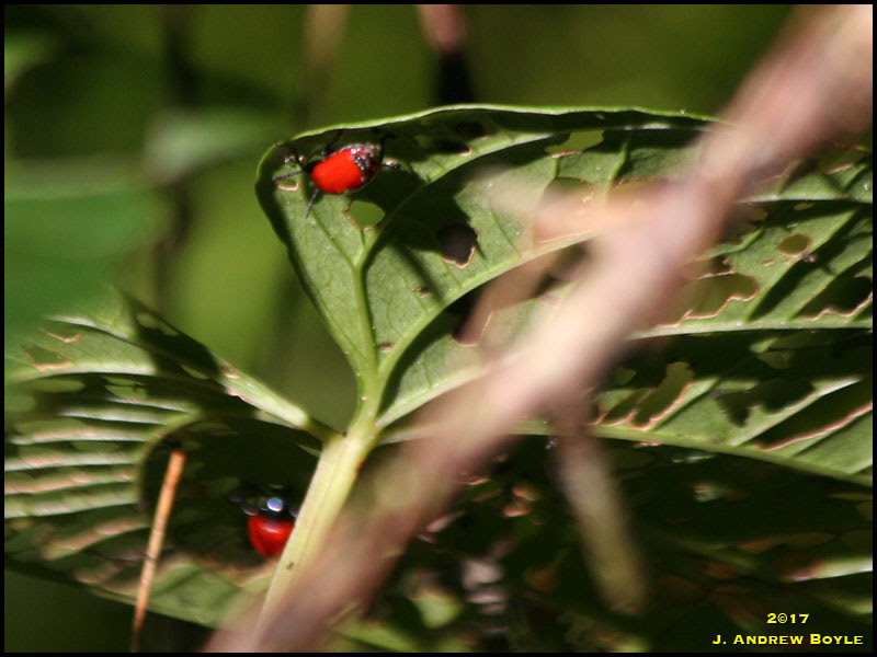 Air Potato Beetle Air Potato Beetle