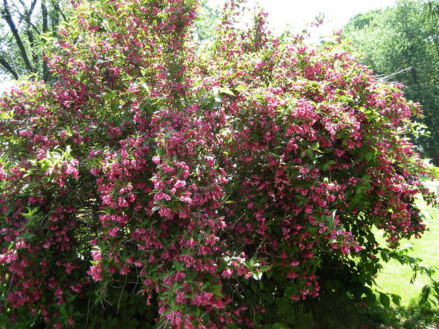 springtime in june.