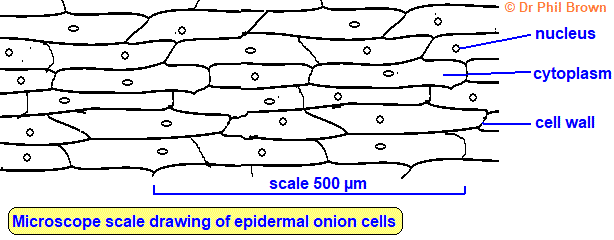 Microscope Onion Cell Labeled