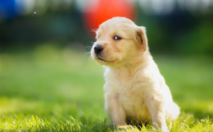 ディズニー画像ランド これまでで最高のかわいい 子犬 壁紙 ゴールデン レトリバー