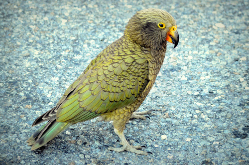 kea parrot | Tacky Harper's Cryptic Clues