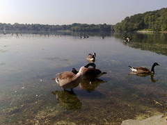 Jamaica Pond: N82 Photo Test