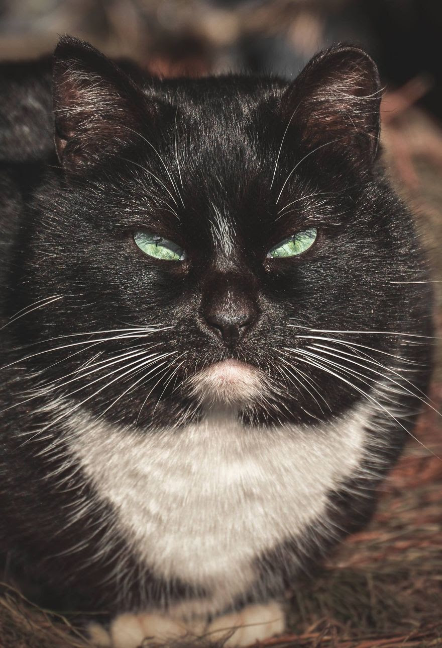 A beleza dos gatos de rua espalhados pelo mundo. A beleza dos gatos de rua espalhados pelo mundo.