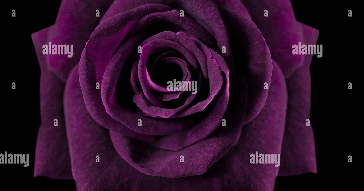 Purple Rose Black Background | Like Wallpapers
