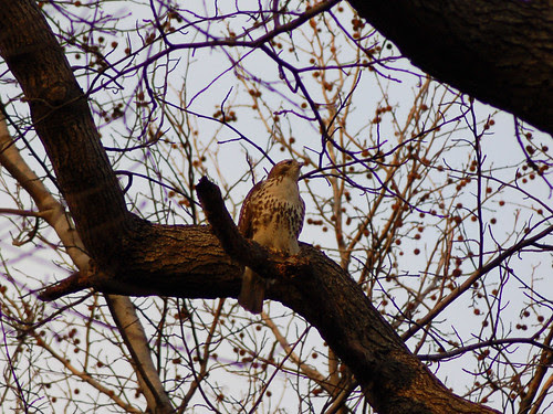 Juvenile Red-Tail in Central Park's North Woods