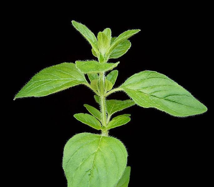 Orégano vs.câncer de próstata 685px Origanum vulgare2 ies Orégano vs.câncer de próstata
