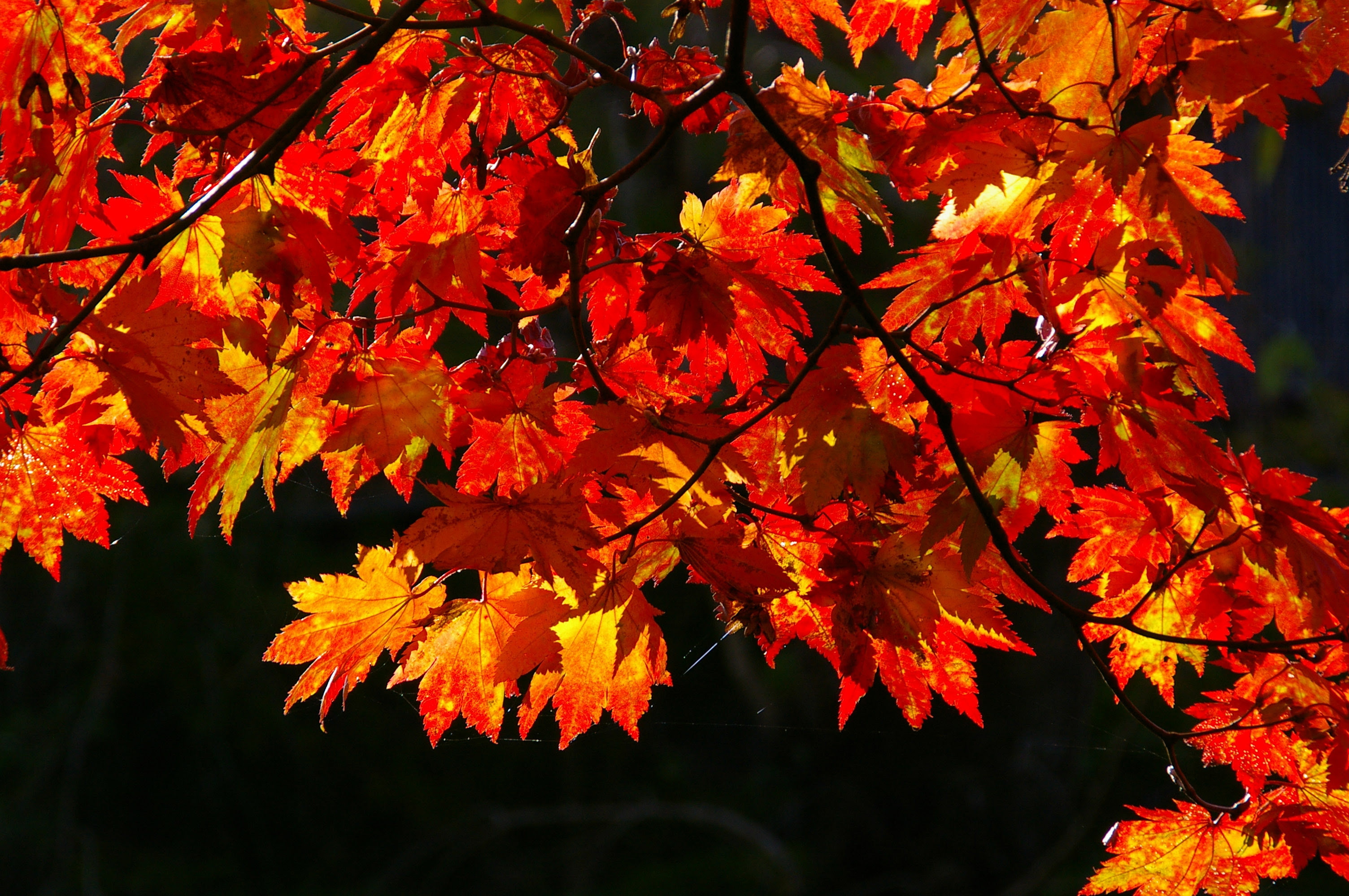 すべての花の画像 トップ100壁紙 秋 紅葉
