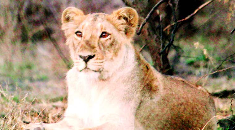 lion, lion population, habitat of lion, lion census 2015, Forest Department, Asiatic lions , Gir Forest lion, ahmedabad news, city news, local news, Gujarat news, Indian Express