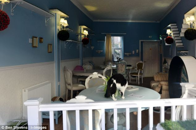 Through Golden Eyes: Feline like a coffee? First cat cafe opens in London