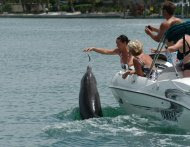 A group of boaters illegally feed Beggar the dolphin near Sarasota, Fla. in this undated photo.