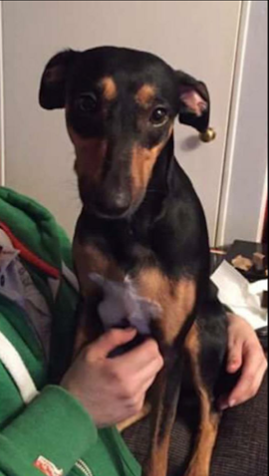 Manchester Terrier Dachshund Chihuahua Mix - Pets Lovers