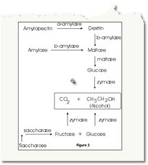 fermentation chemistry simplified