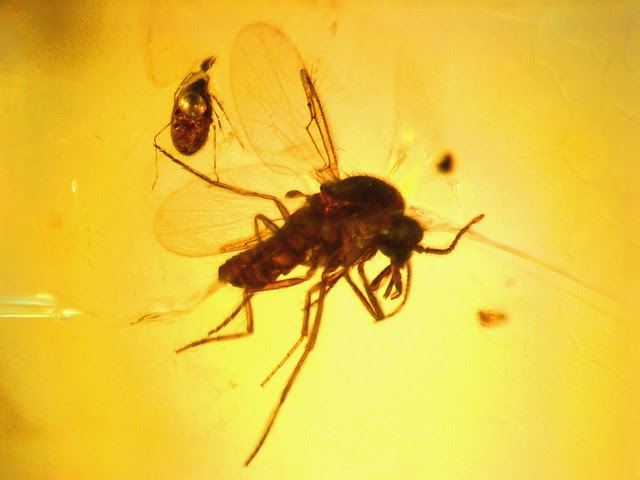 Cretaceous New Jersey amber (90-94 MYO) - sand fly (Phlebotominae) and parasitic mite