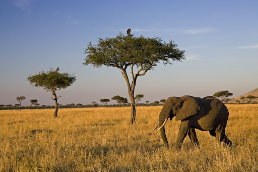 African Savanna Fun Facts - Pets Lovers