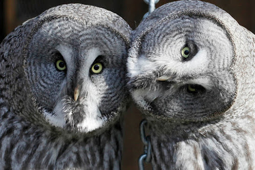 lapland owls