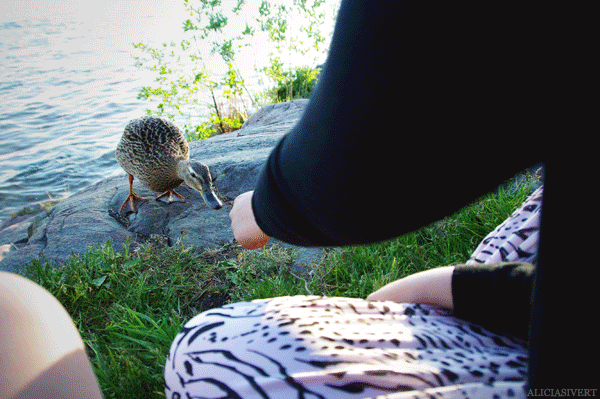 aliciasivert, alicia sivertsson, nature, duck, salighetsdag, natur, gräsand, and, gif