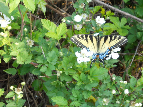 yellow and blue swallowtail