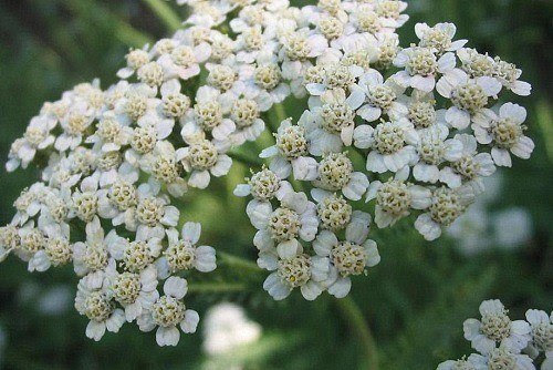 230-plantas-medicinales-mas-efectivas-y-sus-usos-milenrama-flor