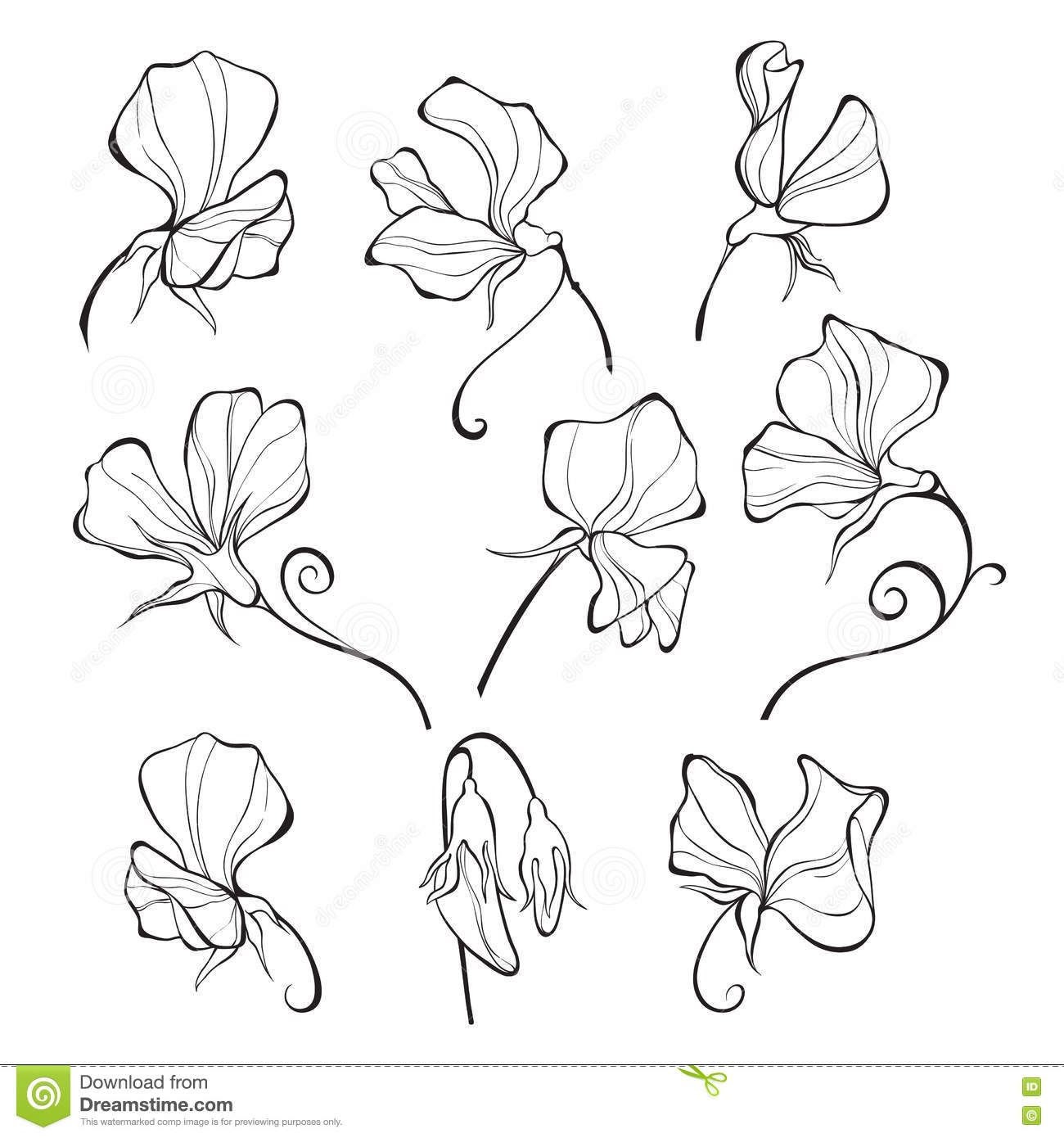 95 Sweet Pea Svg Files SVG PNG EPS DXF File