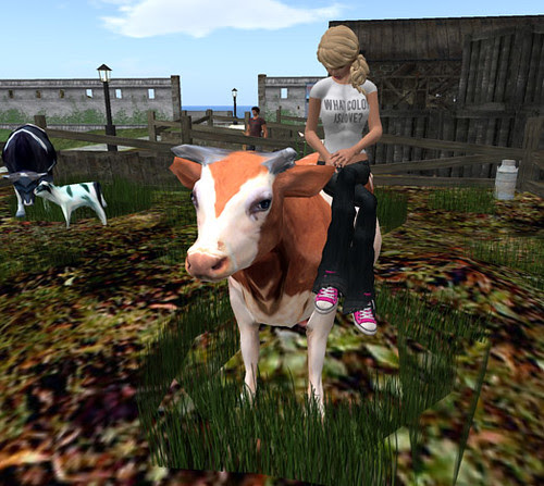 Moooooo!