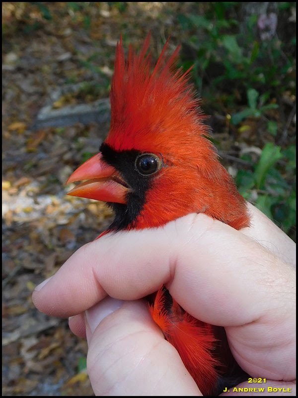 Northern Cardinal Northern Cardinal