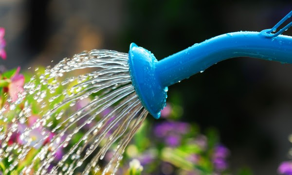Irriguer son jardin de manière écologique