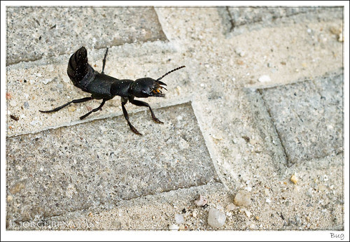Bug