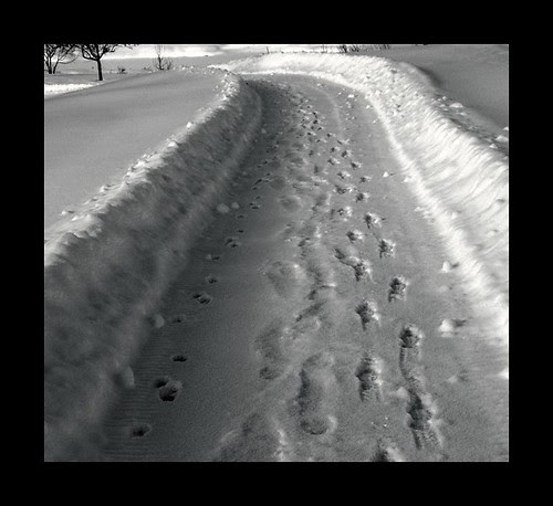 The Path