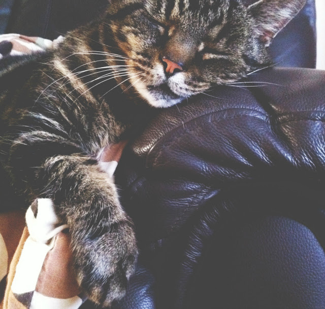 8 pet tag vivatramp lifestyle blog uk