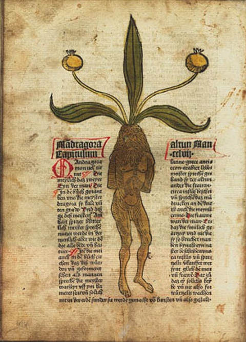 mandrake